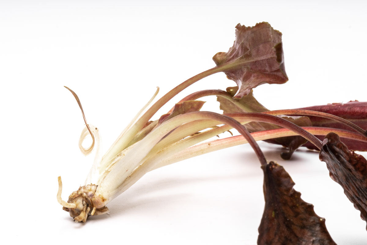Cryptocoryne Striolata Live Aquarium Plant - Freshwater Aquatic Plant for Fish Tanks, Aquascaping & Low Light Aquariums