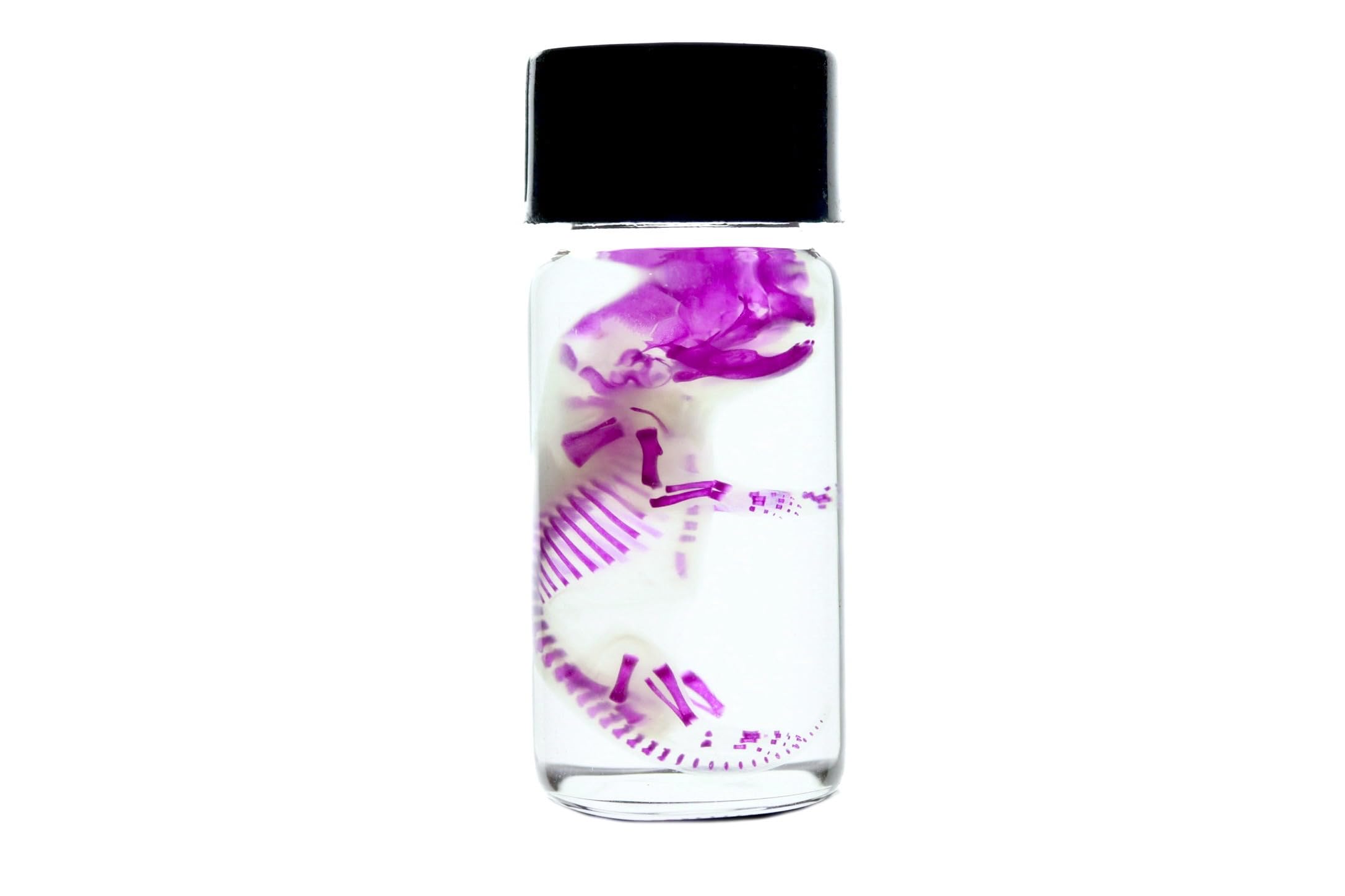 Diaphonized Fetal Mouse Wet Specimen - Transparent Dyed Bones Science Oddity for Collectors | Medical Education, Biological Study & Gothic Decor Display
