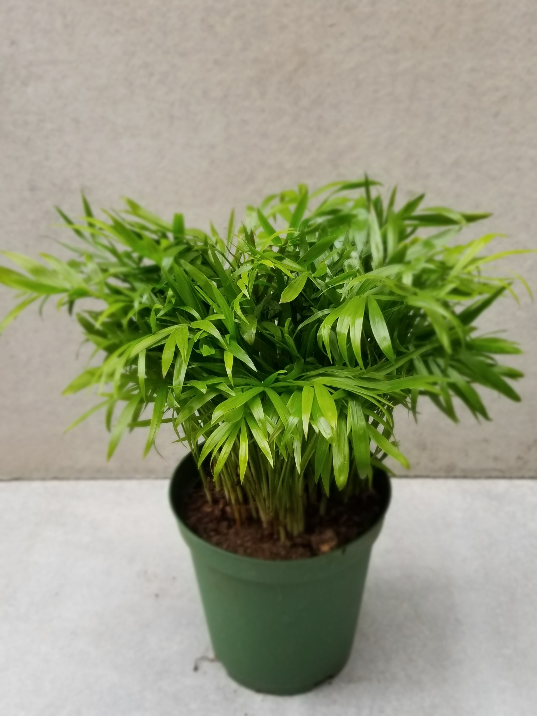 Chamaedorea Elegans Neanthe Bella Palm - 6 Inch Indoor House Plant for Home & Office Decor | Perfect for Living Room, Bedroom, or Desk