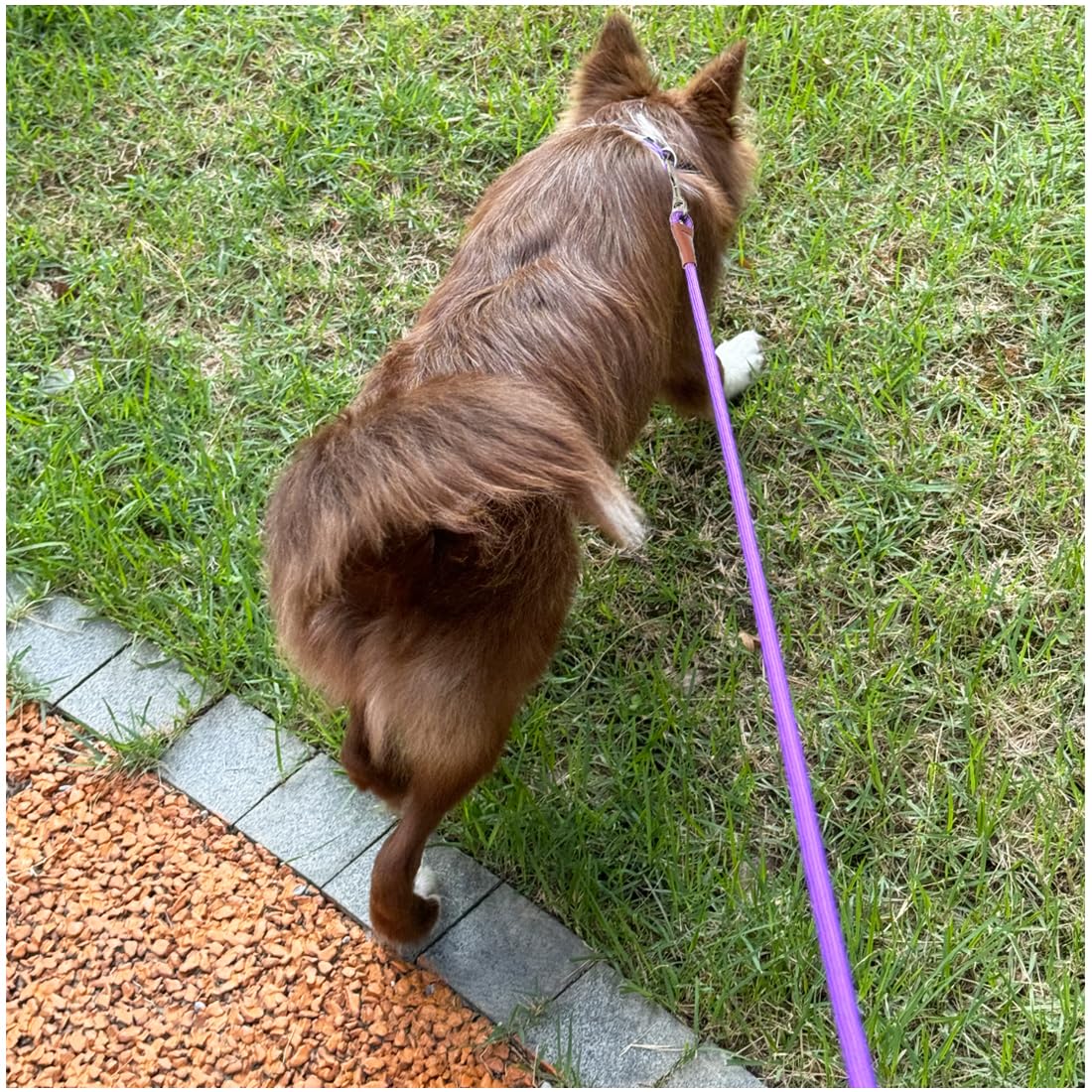 6 FT/8 FT/10 FT Heavy Duty Nylon Dog Leash - 1/2
