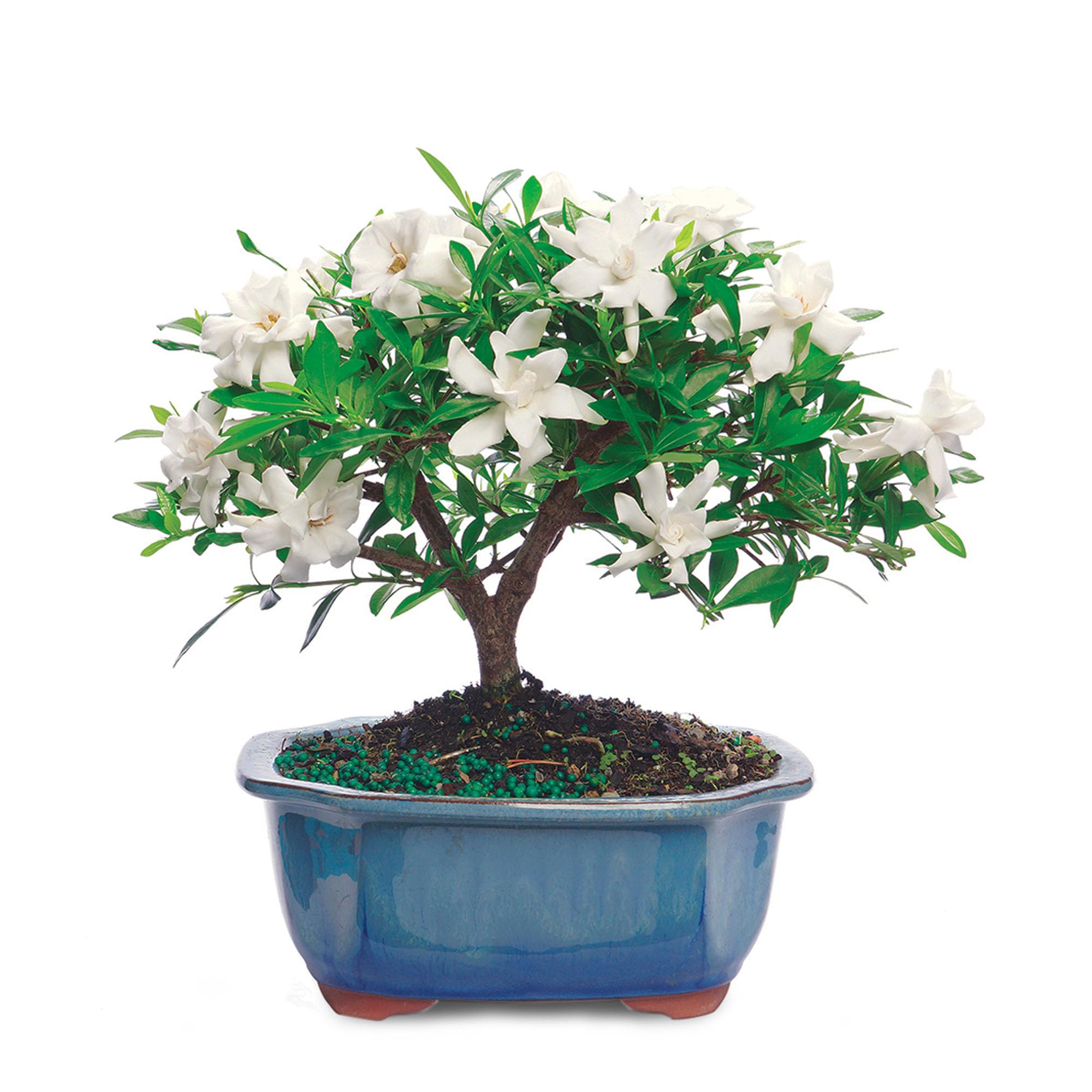 Fresh Gardenia Plant - Low Maintenance Indoor Flowering Bonsai Tree for Home & Office Decor | Perfect Gift for Birthday, Anniversary & Wedding | Easy-Care Houseplant with Natural Elegance