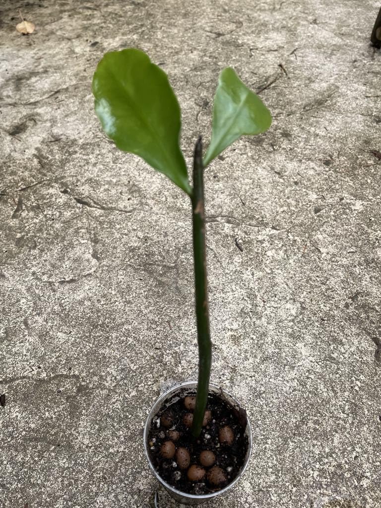 Epiphyllum 'Queen of the Night' Rare Cactus Plant - Rooted Cutting for Garden & Home Decor - Perfect for Indoor Houseplants, Outdoor Gardens, and Floral Arrangements