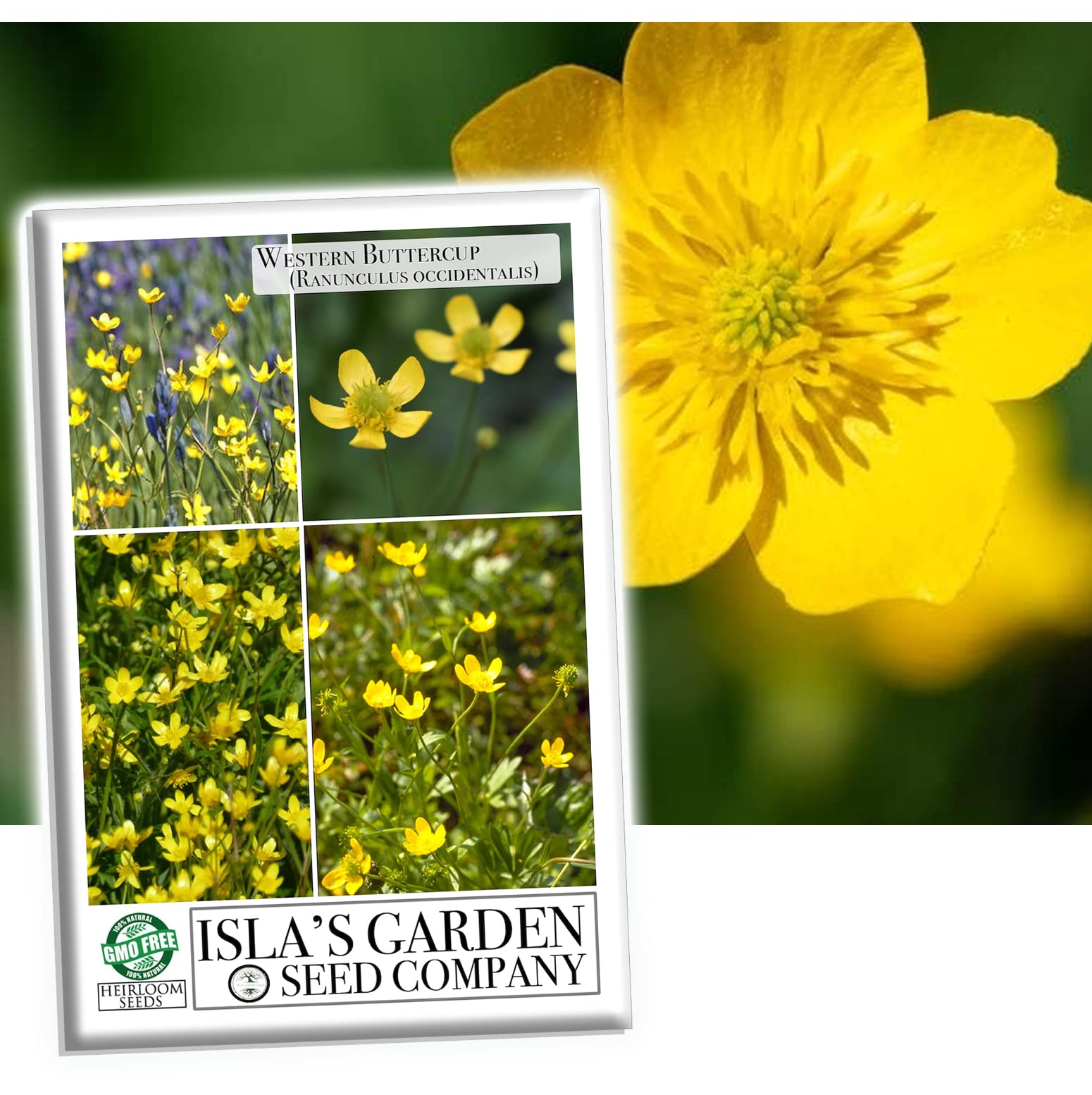 Western Buttercup Flower Seeds (Ranunculus occidentalis) - 500+ Non-GMO Heirloom Seeds Per Packet by Isla's Garden Seeds | Long Blooming Wildflowers for Home Gardens, Landscaping & DIY Floral Gifts