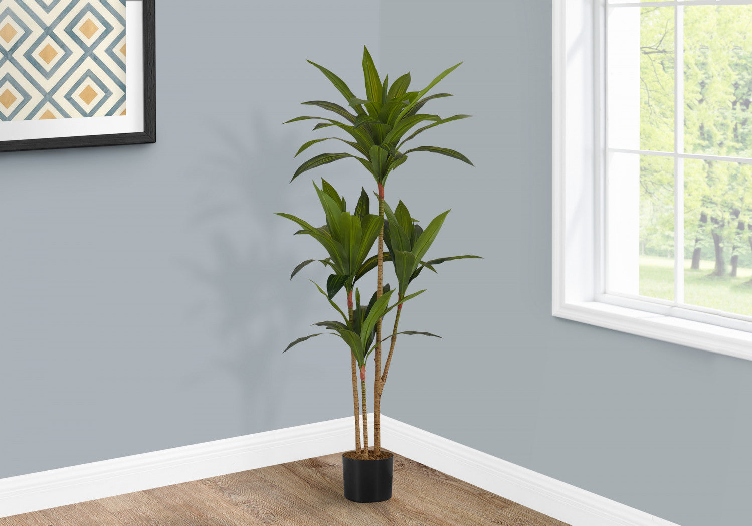 51 Dracaena Plant in 5 Black Pots - Indoor Houseplant for Home & Office Decor - Perfect for Living Room, Bedroom, or Workspace