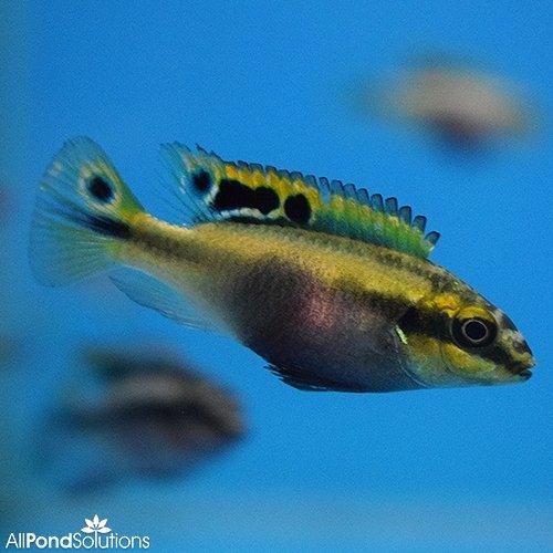 Kribensis Cichlid (Pelvicachromis Pulcher) - Colorful Freshwater Aquarium Fish for Community Tanks & Breeding