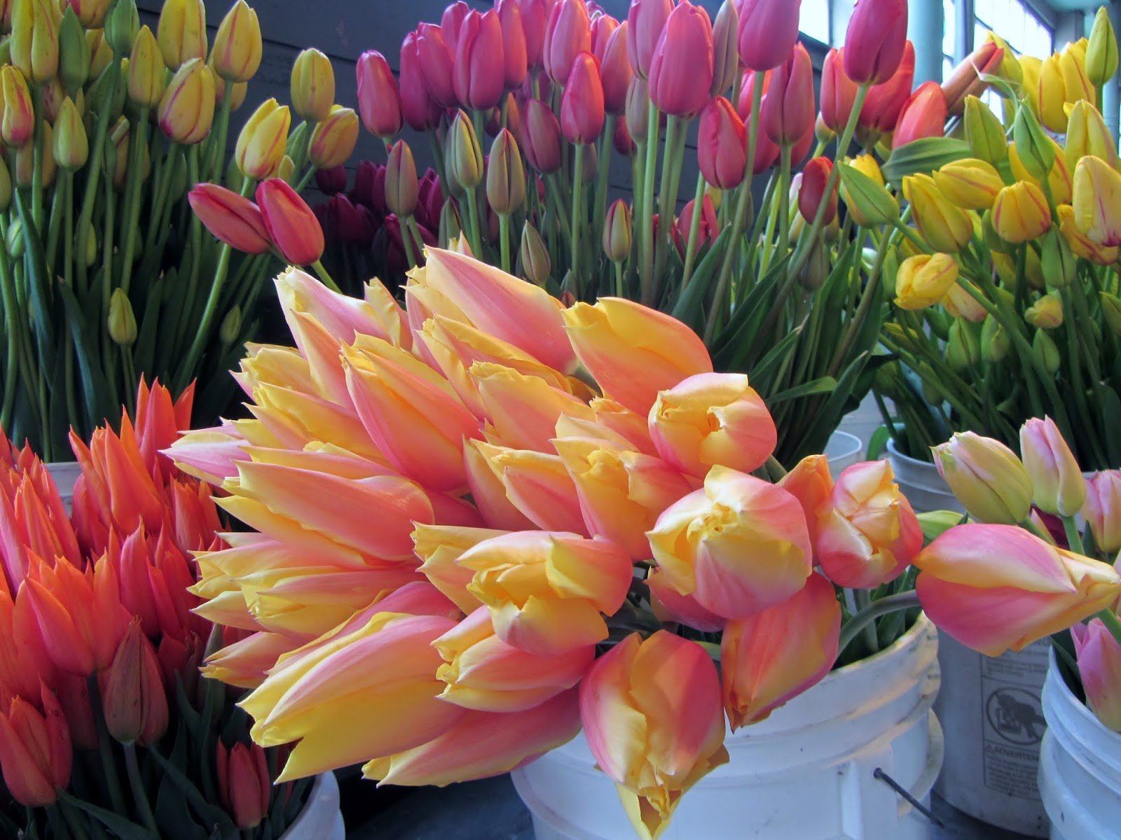 10 Blushing Beauty Single Late Tulip Bulbs - Fresh & Ready to Plant for Spring Blooms | Perfect for Garden Beds, Borders & Cut Flower Arrangements