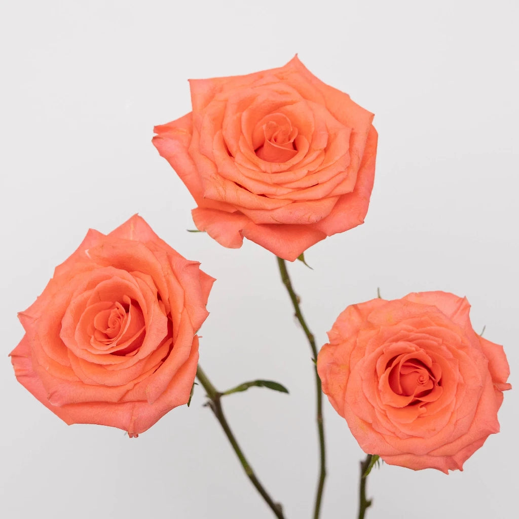Hot Coral Pink Rose Bouquet - Fresh Cut Flowers for Wedding, Anniversary & Valentine's Day - Perfect Romantic Gift for Her