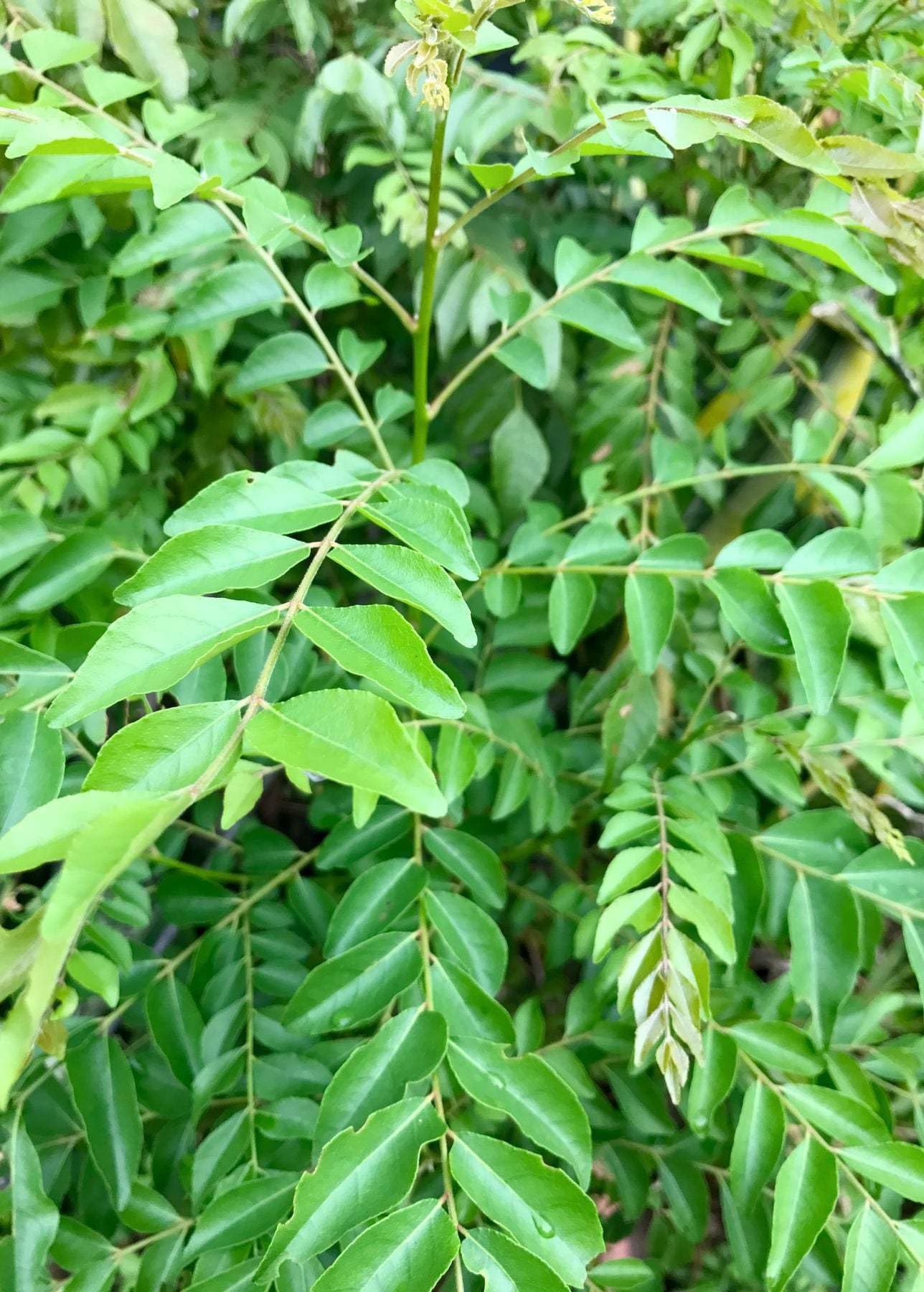 Organic Curry Leaf Plant (Murraya Koenigii) - Fresh Live Herb for Cooking, Ayurvedic Remedies & Home Gardening - Perfect for Indian Cuisine, Herbal Teas & Natural Health Benefits