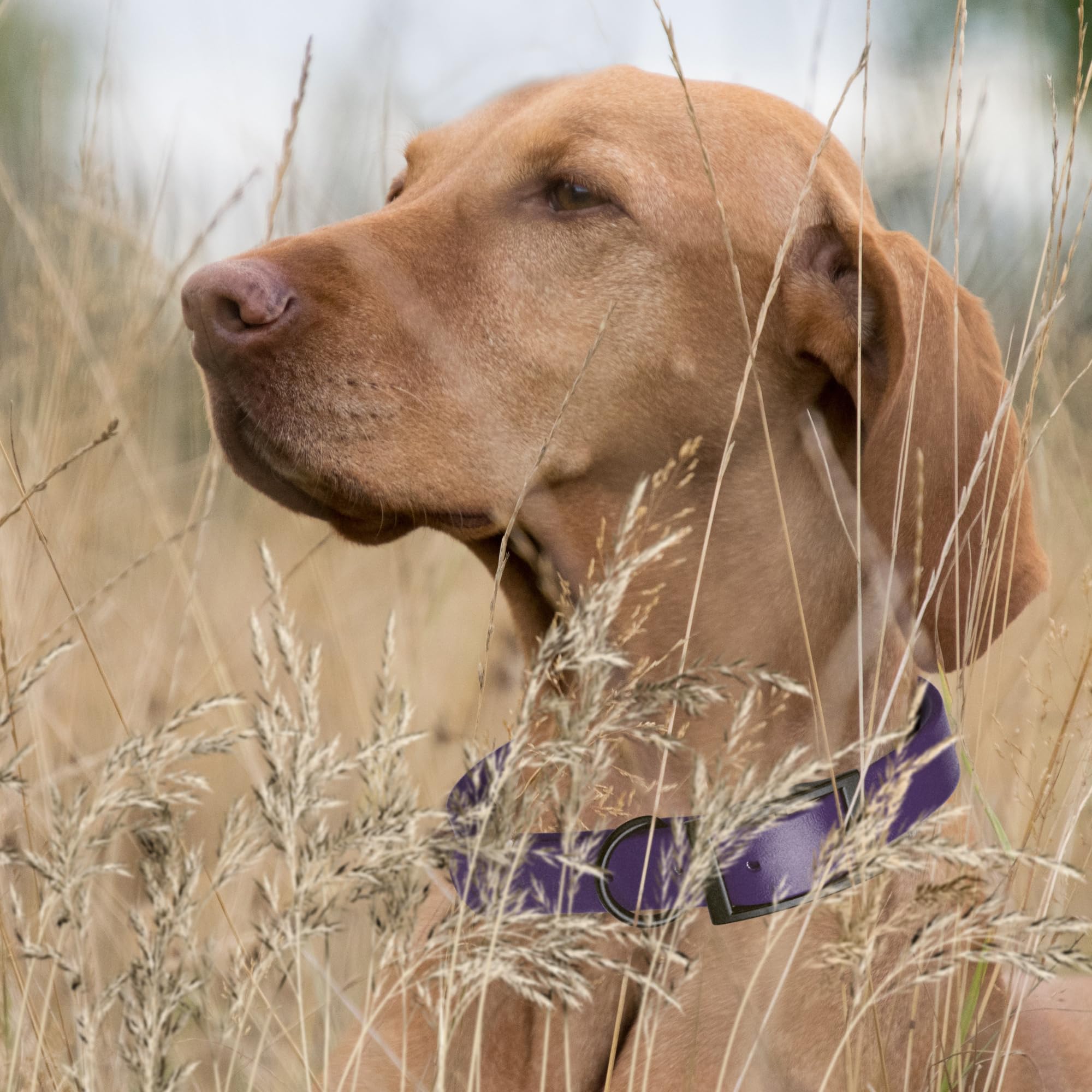 Premium Waterproof Biothane Dog Collar - Heavy Duty Coated Nylon Webbing with Black Hardware | Odor-Resistant, Easy to Clean & Low Maintenance | Perfect for Small, Medium & Large Dogs | Violet Purple | Ideal for Swimming, Hiking & Outdoor Adventures