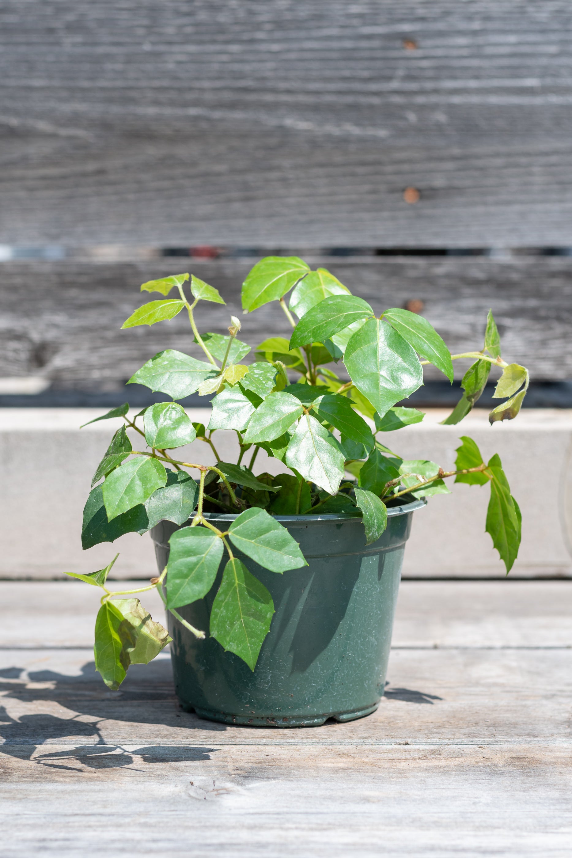 Cissus Rhombifolia Grape Ivy Plant - 6 Inch Indoor Hanging Vine for Home Decor, Office Greenery, and Garden Landscaping