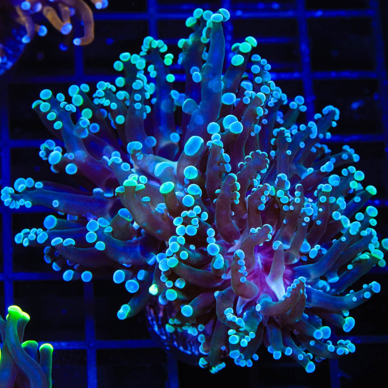 Premium Blue Tip Frogspawn Coral for Saltwater Aquariums – Vibrant Coral for Reef Tanks & Marine Displays