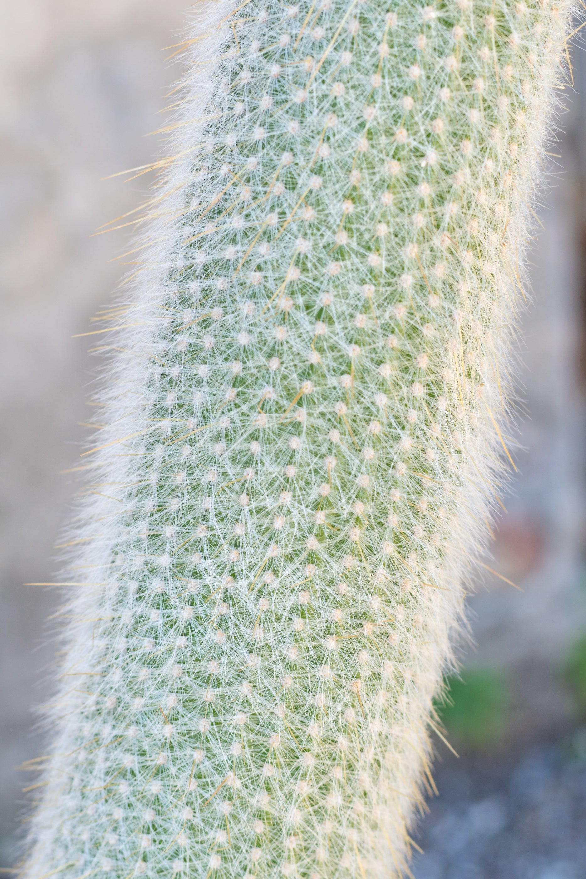 Cleistocactus Straussii #7 - Silver Torch Cactus for Home & Office Decor | Perfect for Desert Gardens, Succulent Arrangements, and Indoor Plant Displays