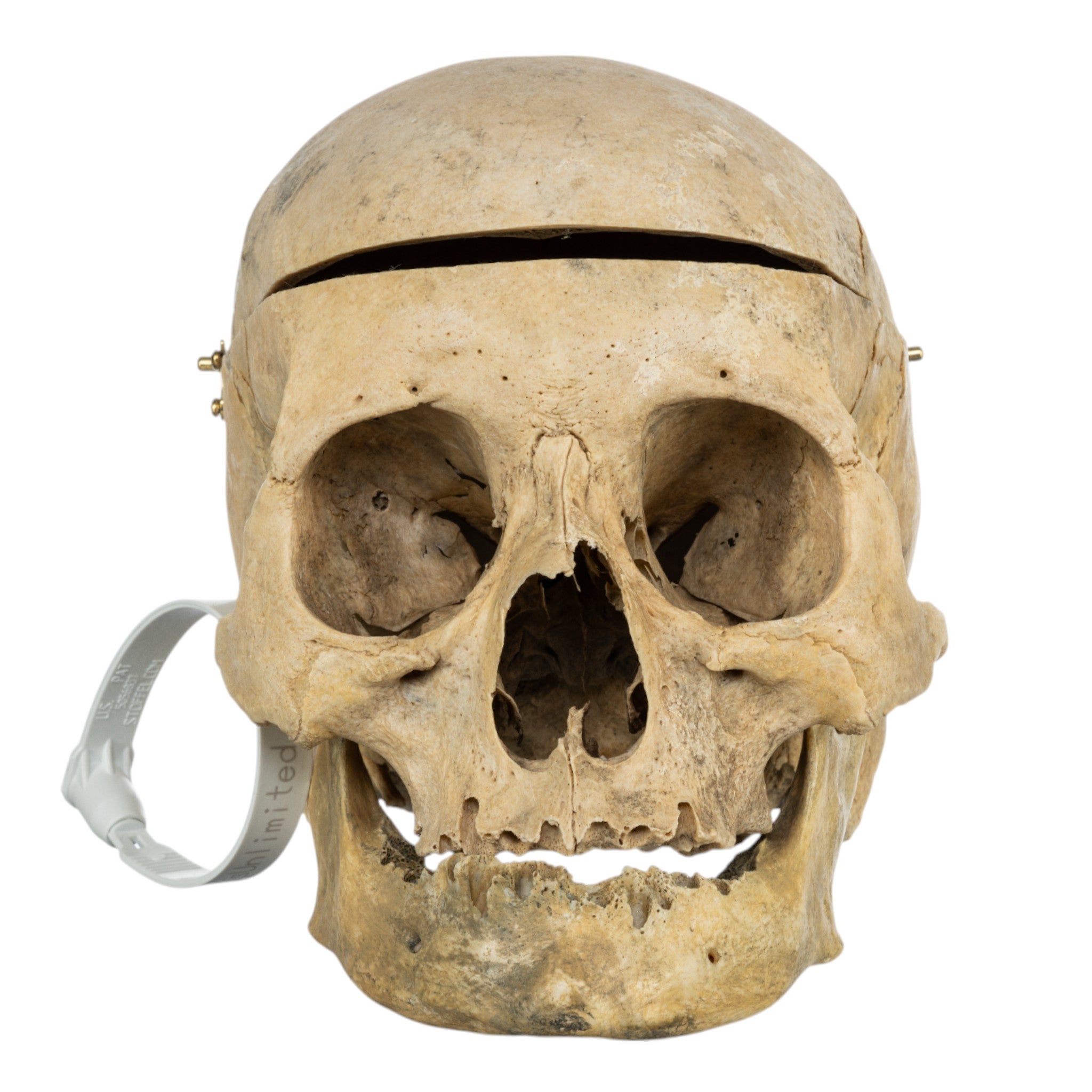 Authentic Human Skull for Medical Study, Halloween Decor, and Collectors - Perfect for Anatomy Education, Haunted House Props, and Oddity Collections