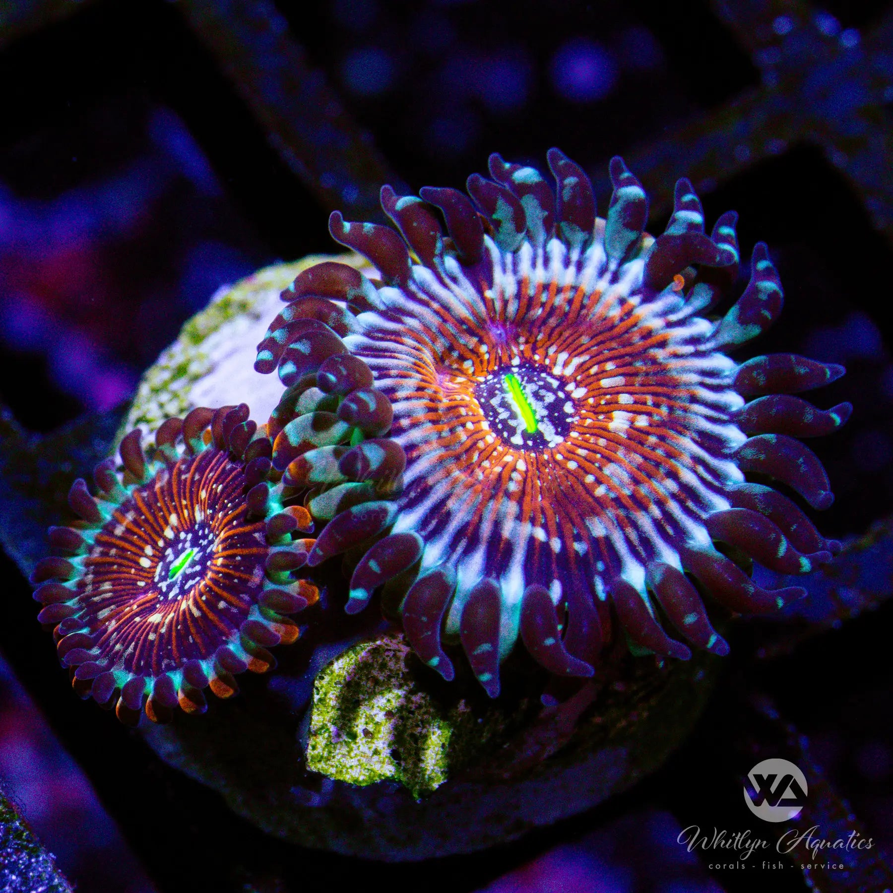 A25 WA Red Zombie Zoa Coral Frag - WYSIWYG Live Coral for Saltwater Aquariums | Perfect for Reef Tanks & Marine Displays