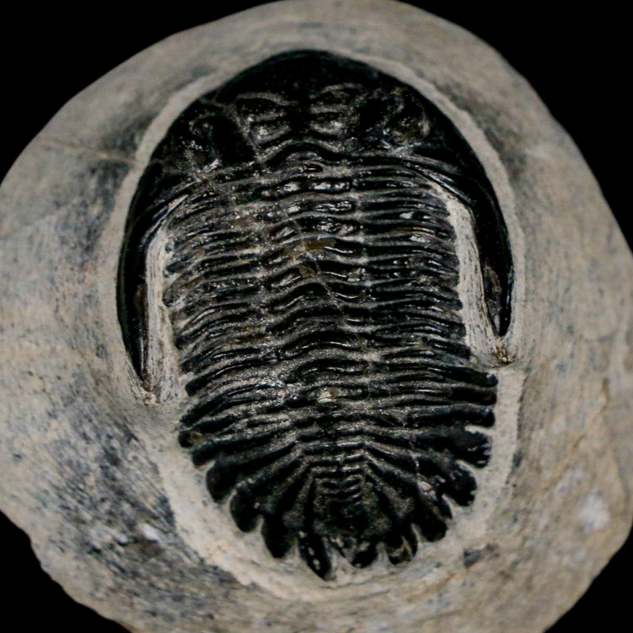 1.5 Inch Metacanthina Issoumourensis Trilobite Fossil - Authentic Devonian Era Specimen (400 Million Years Old) with COA - Perfect for Paleontology Collectors & Home Decor