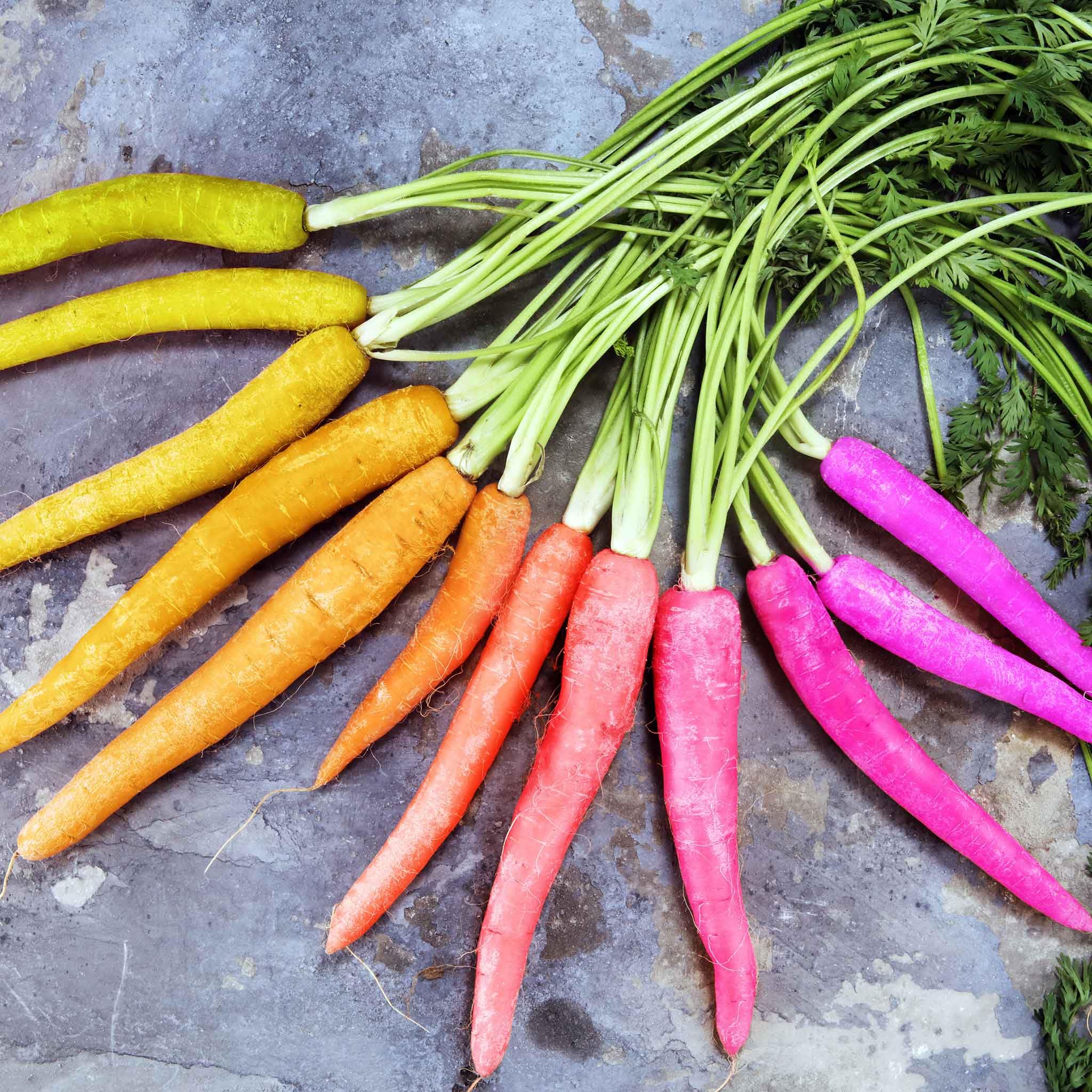 Eden Brothers Non-GMO Rainbow Carrot Seeds for Planting - 1/4 Pound Pack | Heirloom Vegetable Seeds for Home Garden, Easy to Grow in USDA Zones 2-10 | Perfect for Salads, Juicing & Healthy Snacks
