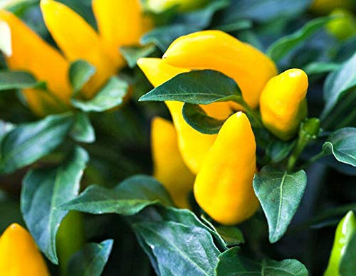 100+ Non-GMO Yellow Hot Pepper Seeds for Planting - Home Garden Vegetable Seeds for Cooking, Canning & Spicy Recipes