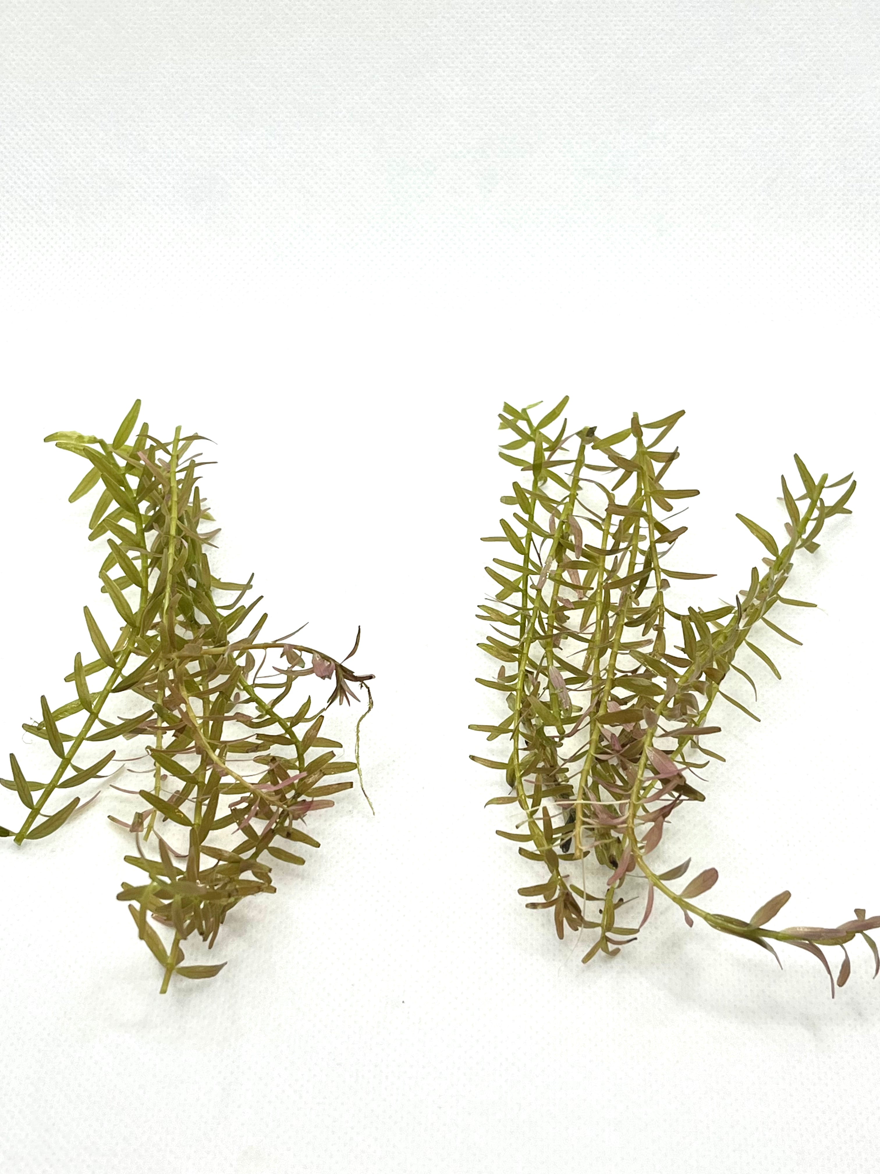 10 Live Rotala Stems Bundle - Vibrant Aquatic Plants for Freshwater Aquariums | Perfect for Fish Tanks, Aquascaping & Planted Aquariums