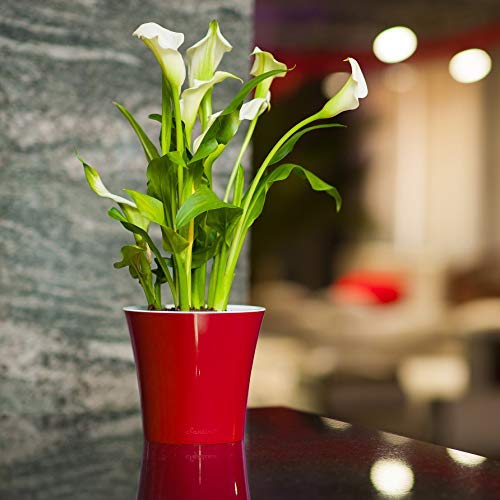 DECOPOTS 5.3 Inch Self-Watering Plant Pot - Red Plastic Flower Planter with Drainage Holes for Indoor Plants, Succulents, Herbs - Perfect for Home, Office, Balcony Decor (Transparent, 5.3