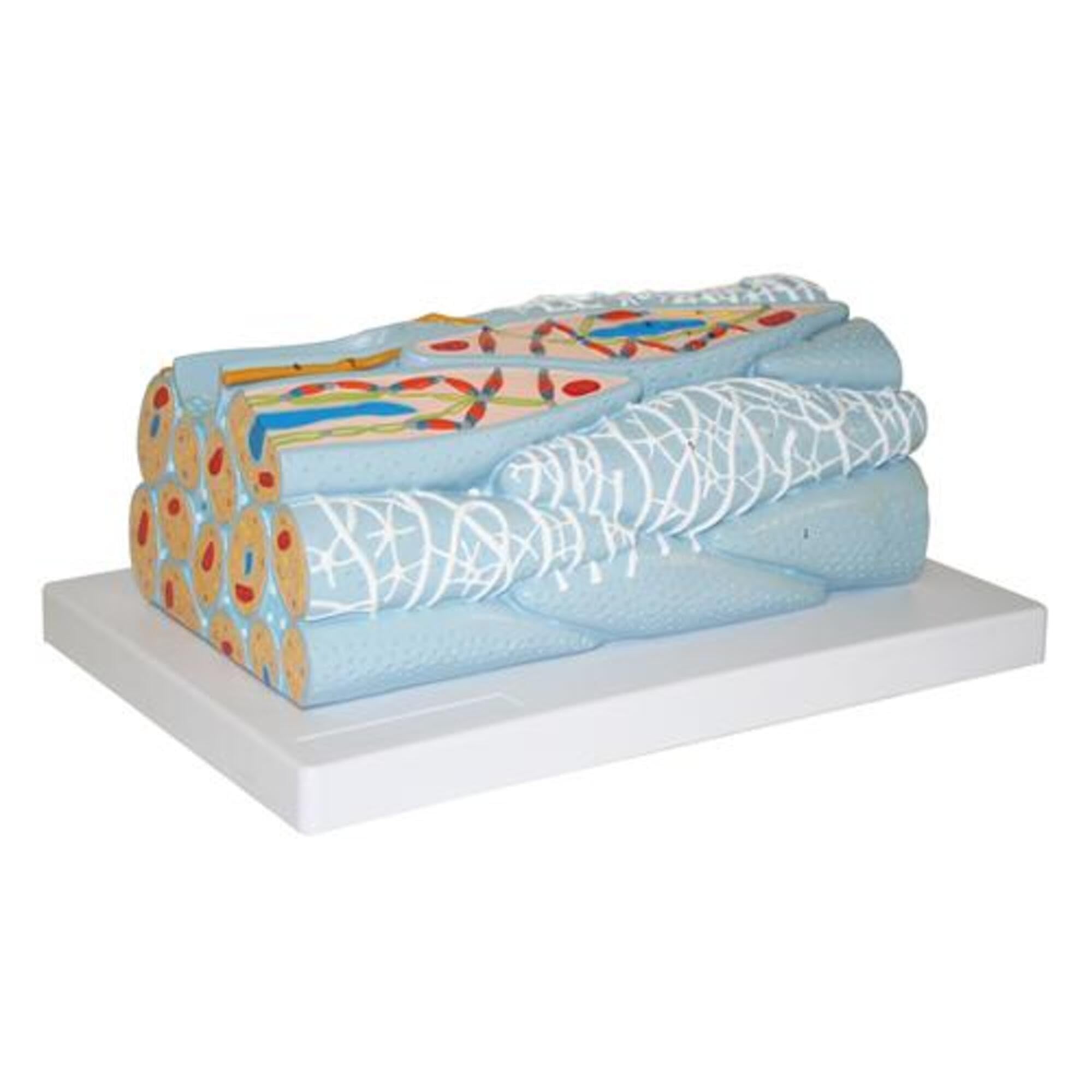 Walter Products B10456 Plastic Smooth Muscle Fiber Model - Anatomical Teaching Tool for Biology & Medical Education - Perfect for Classrooms, Labs & Study