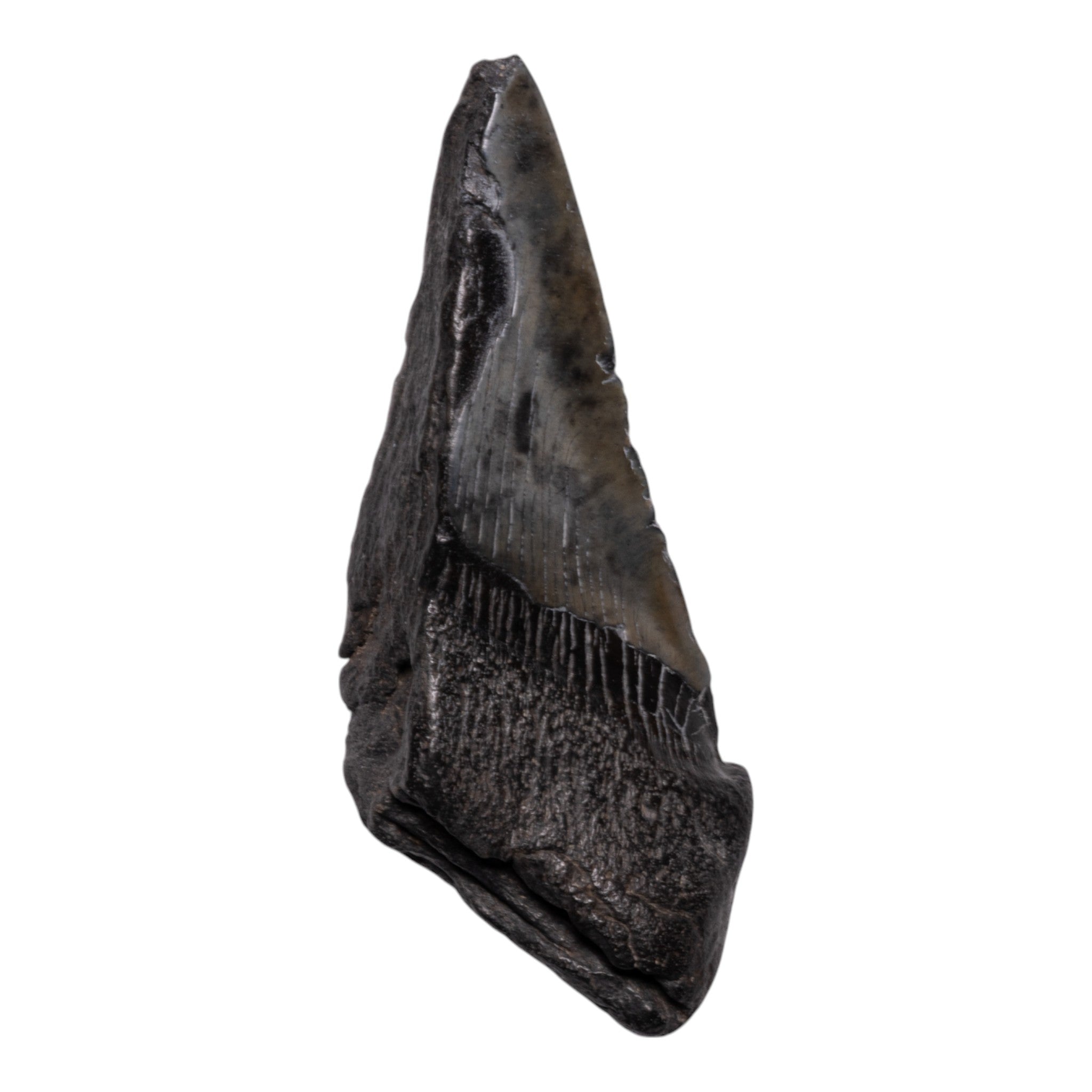 Authentic Megalodon Shark Tooth Fossil - Half Size - Perfect for Collectors, Jewelry Making & Home Decor