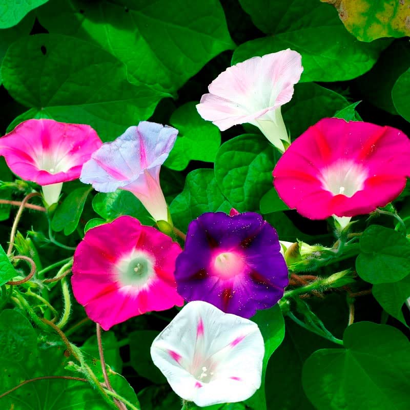 **Eden Brothers Morning Glory Seeds - Imperial Mix, Non-GMO Flower Seeds for Planting, Low-Maintenance, Spring Planting, Zones 1-10 | Perfect for Garden Beds, Trellises & Containers**