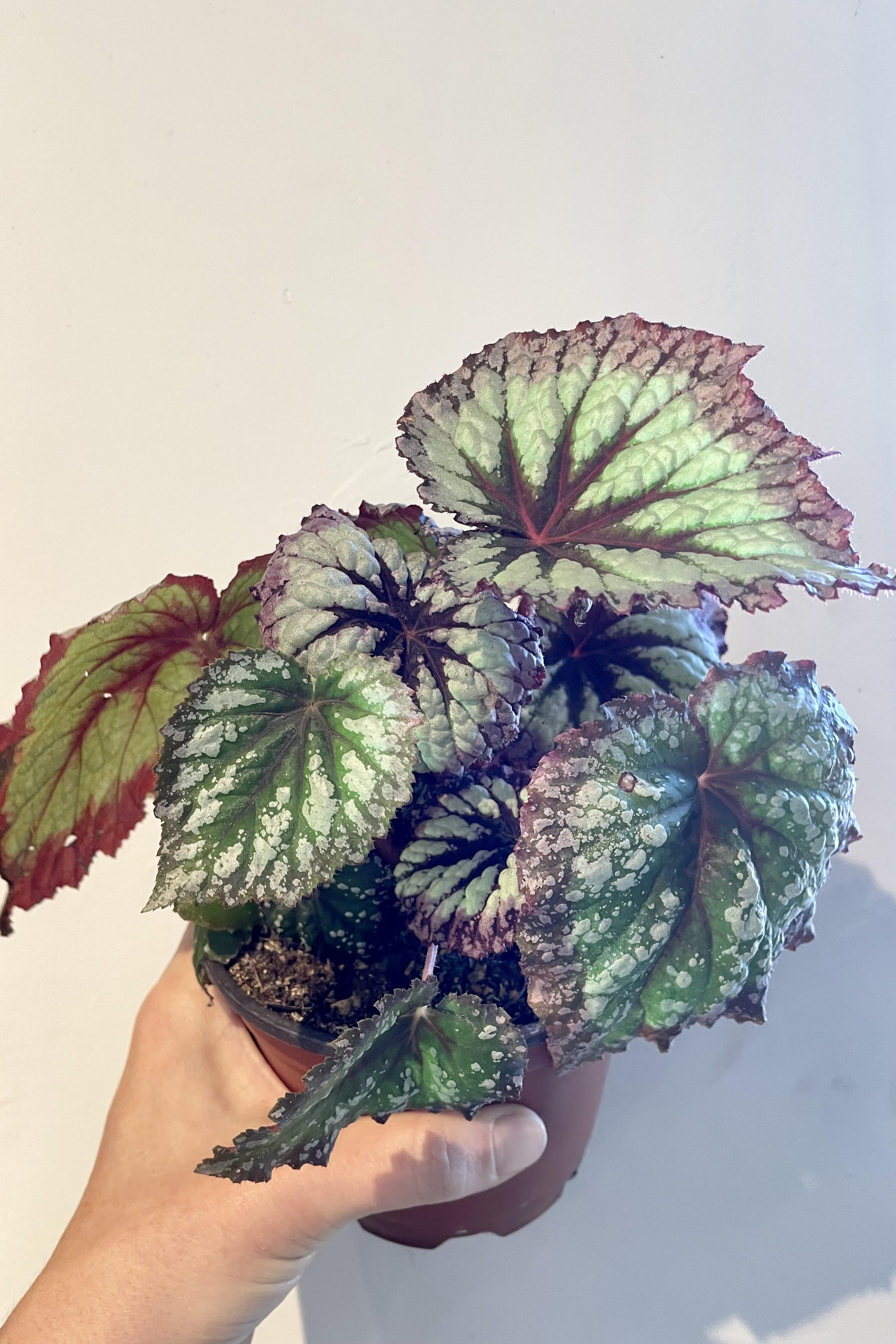 Begonia Rex Cultorum - 5 Live Plants for Home & Garden Decor | Perfect for Indoor Houseplant Lovers & Outdoor Landscaping
