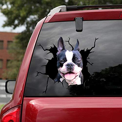 Boston Terrier-01