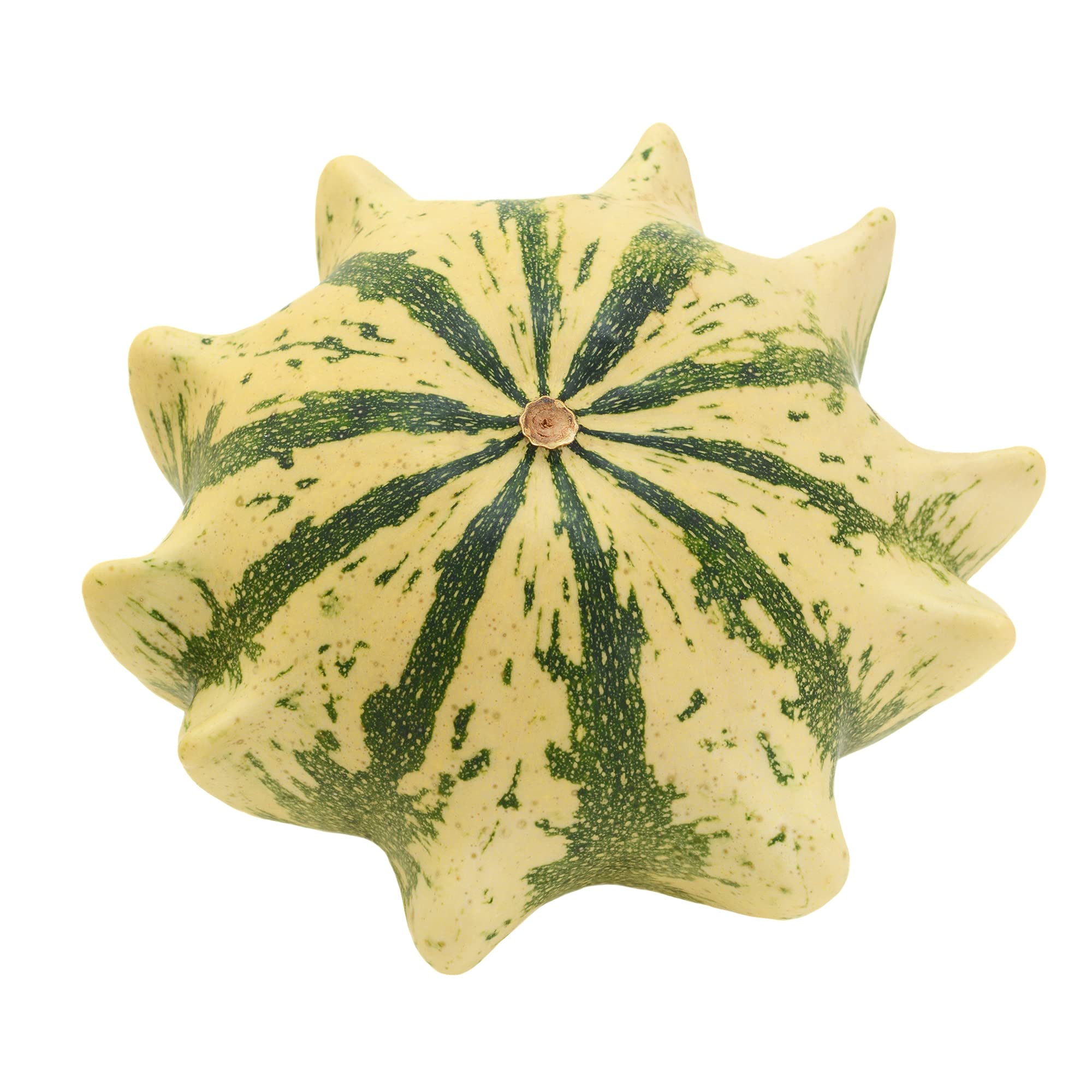 Crown of Thorns Gourd Seeds - 4 Oz (3400 Seeds) | Non-GMO, Open Pollinated Vegetable Seeds for Home Gardening | Perfect for Vertical Gardens, Trellises & DIY Decor