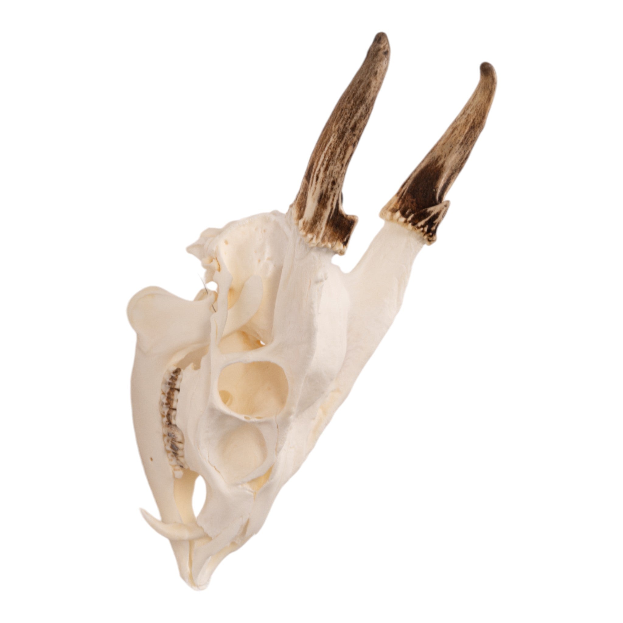 Real Reeve's Muntjac Skull with Mandible - Authentic Deer Skull Specimen for Taxidermy, Science Education & Gothic Home Decor | Perfect for Biology Classrooms, Hunting Cabin Displays & Oddity Collections