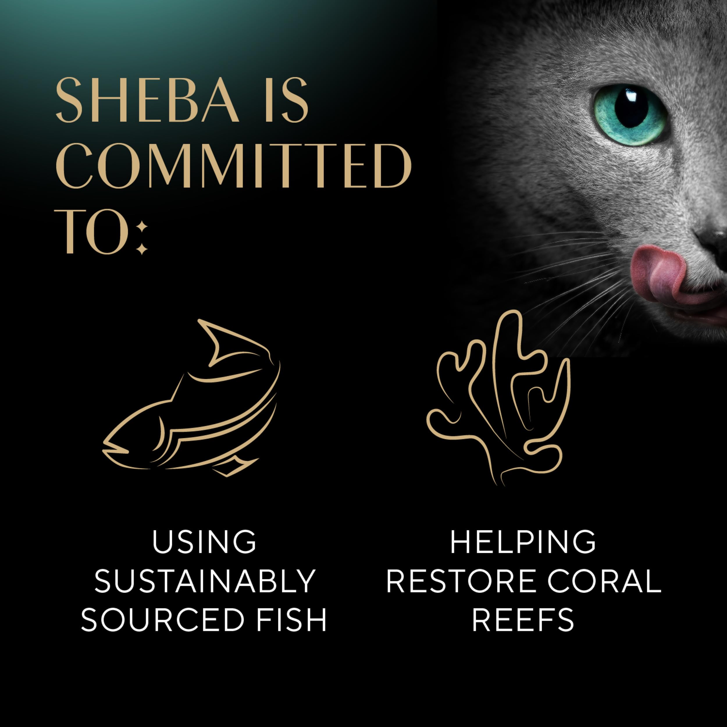 Sheba Perfect Portions Wet Cat Food Pate Variety Pack - Sustainable Salmon, Signature Seafood & Tender White Fish with Tuna - 24 Twin Pack Trays (48 Servings, 2.6 oz Each) | Premium Grain-Free Cat Food for Indoor & Outdoor Cats - Perfect for Daily Meals or Special Treats