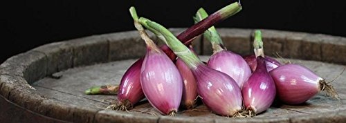 Tropeana Lunga Onion Seeds - Long Torpedo Shaped Rose Colored Sweet Onions (100 Seeds) - Perfect for Italian Cuisine, Salads, and Gourmet Cooking