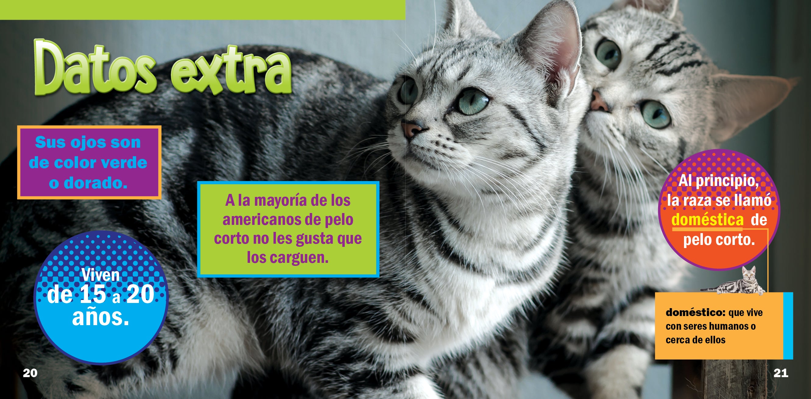 American Shorthair Cat - Playful & Affectionate Companion for Families & Pet Lovers | Perfect for Home, Office & Therapy Settings