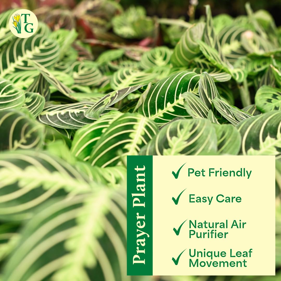 Thorsen's Lemon Lime Prayer Plant - Live Indoor Houseplant | Pet Friendly, Easy to Grow, Natural Air Purifier | 4