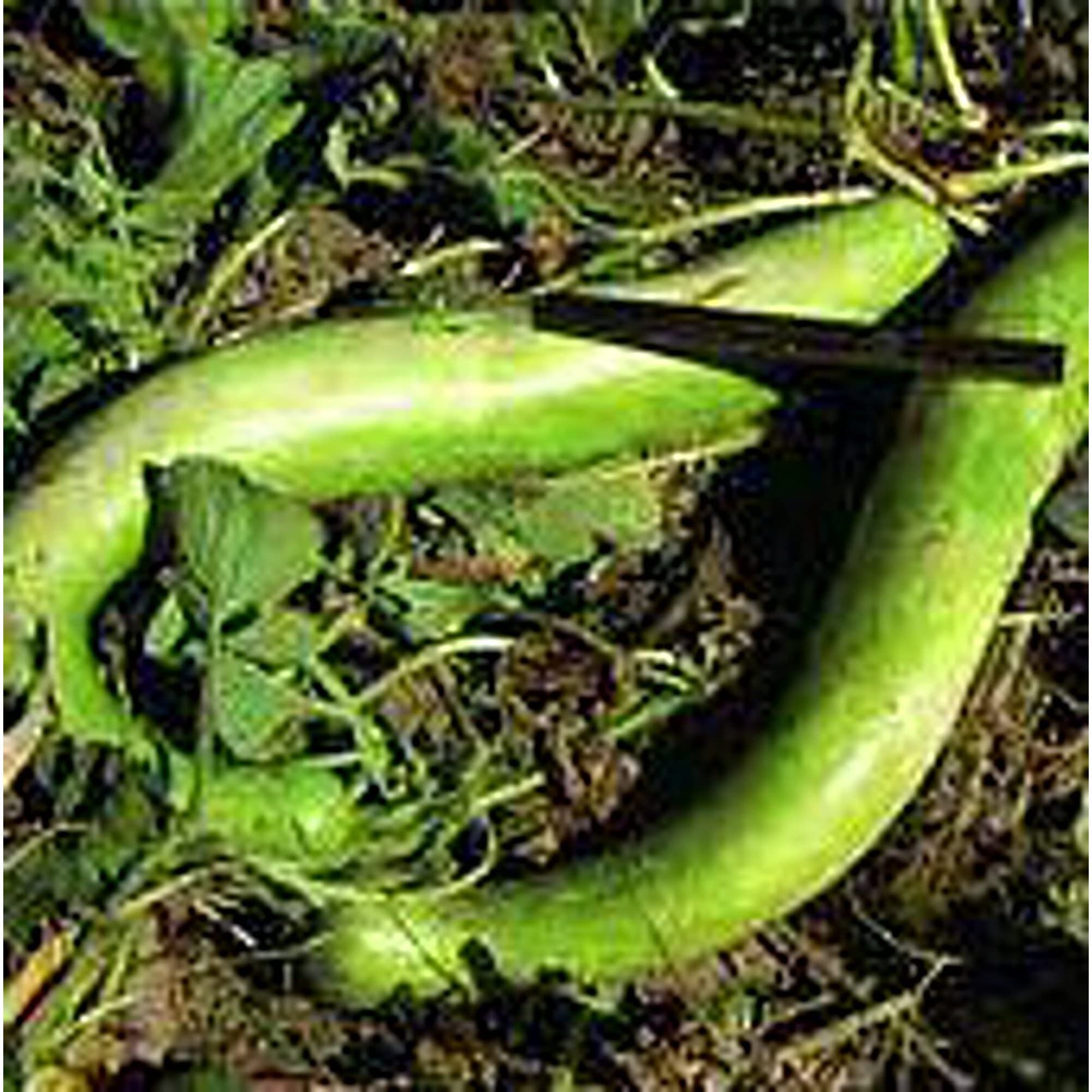 Non-GMO Cucuzzi Gourd Seeds (20+ Seeds) for Planting - Vegetable, Fruit, Herb & Flower Seeds | Home Garden, Greenhouse Growing | Perfect for Vertical Gardening, Trellis Vines & Italian Cuisine