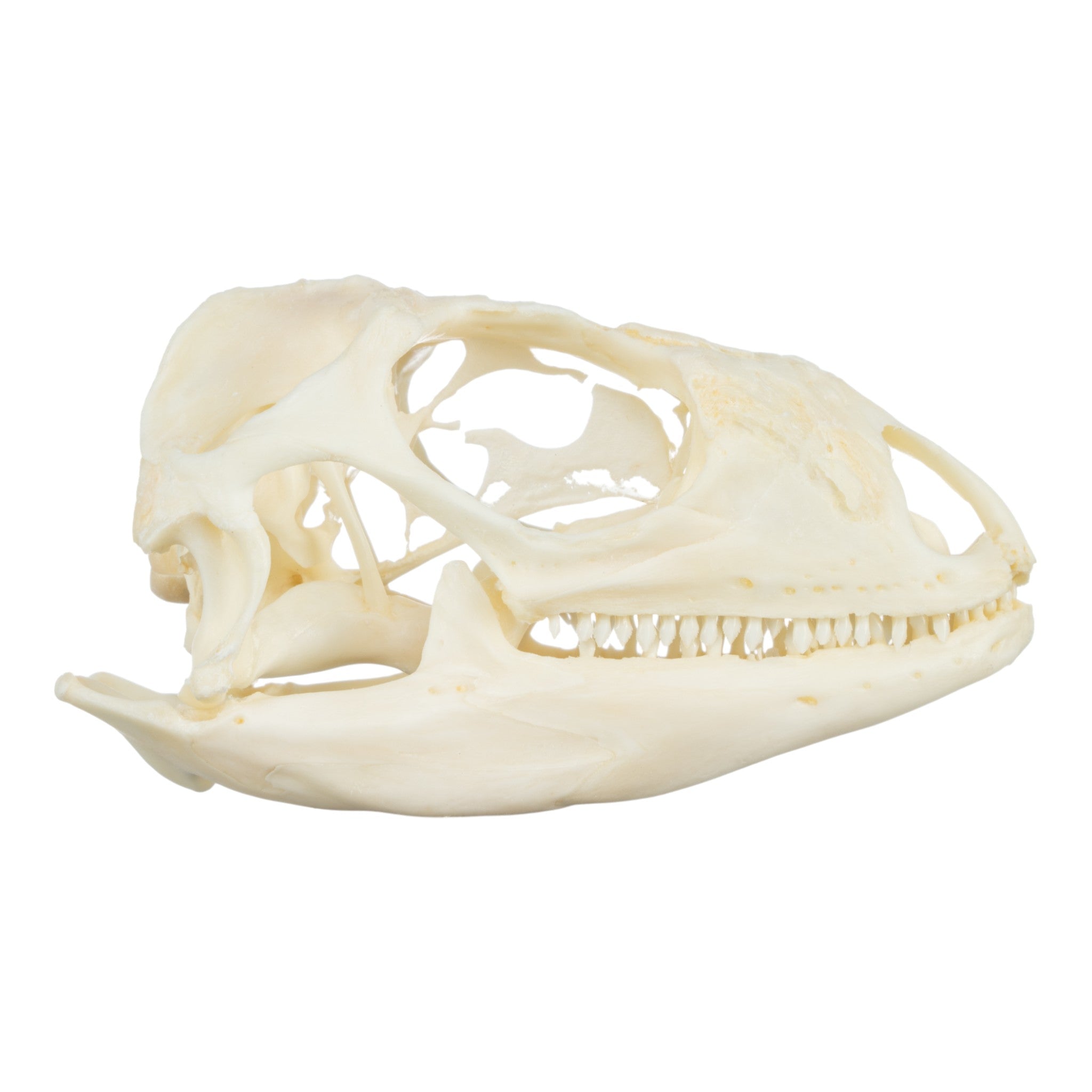 Real Green Iguana Skeleton Disarticulated Specimen - Perfect for Biology Study, Classroom Teaching & Halloween Decor