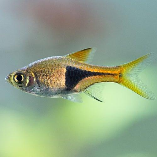 12 Harlequin Rasbora Fish Bundle - Live Tropical Aquarium Fish (25 Count) for Freshwater Community Tanks & Planted Aquariums