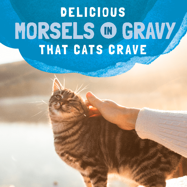 Natural Balance Platefulls Mackerel & Sardine Recipe in Gravy - Grain-Free Wet Cat Food Pouches for Adult Cats | High Protein, Digestive Health | Perfect for Mealtime, Travel & Senior Cats