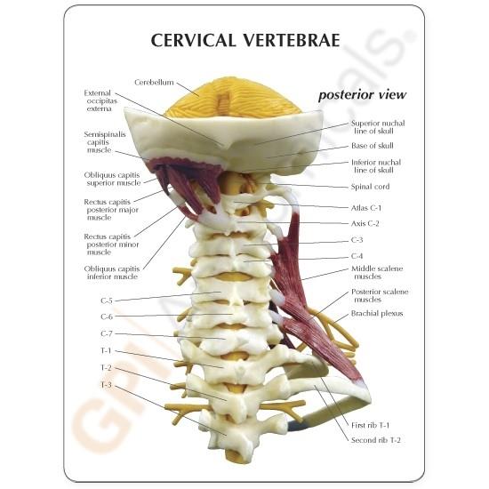 Premium Human Cervical Spine Model with Muscles - Detailed Anatomical Study Tool for Medical Students & Chiropractors - Perfect for Classroom, Clinic & Patient Education