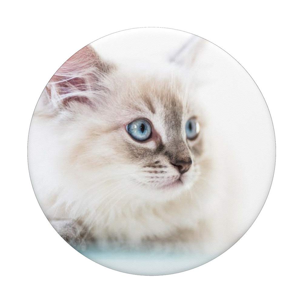 Ragdoll Cat PopSocket: Swappable Phone Grip for Secure Hold & Stylish Design - Perfect for Phones, Tablets, and Everyday Use