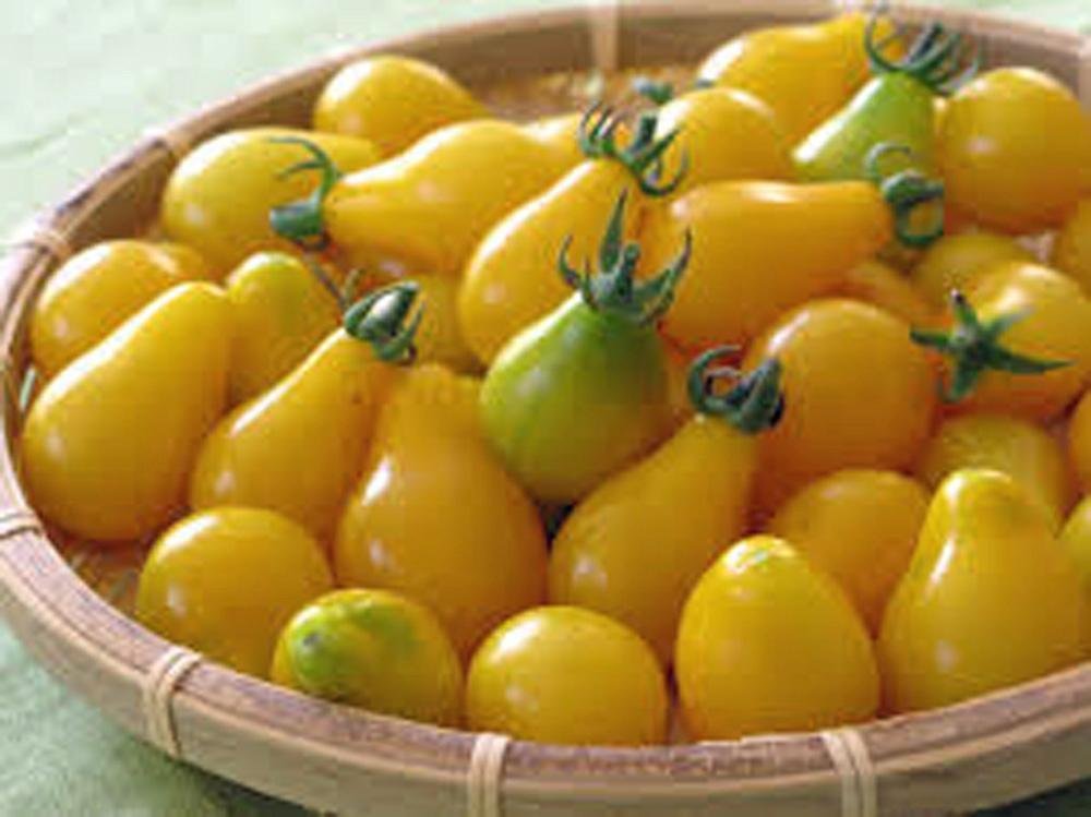 Organic Heirloom Yellow Pear Tomato Seeds - Non-GMO, 50+ Seeds for Planting - Sweet & Tasty for Salads, Sauces & Home Gardening