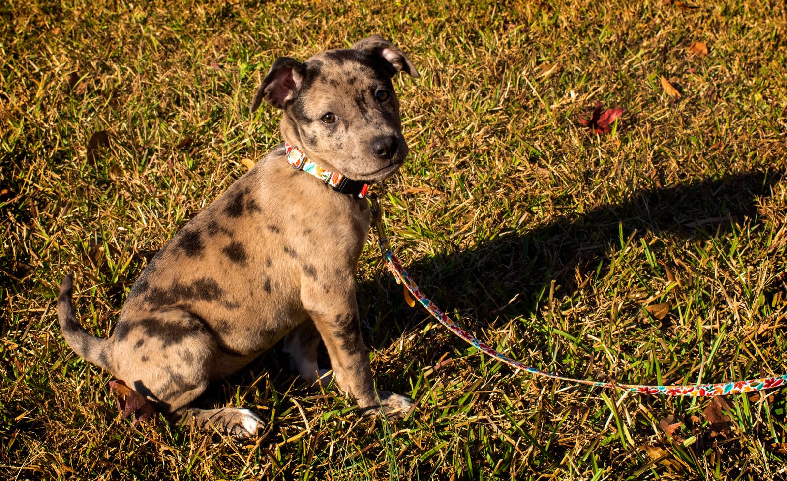 Country Brook Design - Brisk Autumn Polyester Webbing Dog Collar - Durable & Stylish for Small, Medium & Large Dogs - Perfect for Daily Walks, Training & Outdoor Adventures
