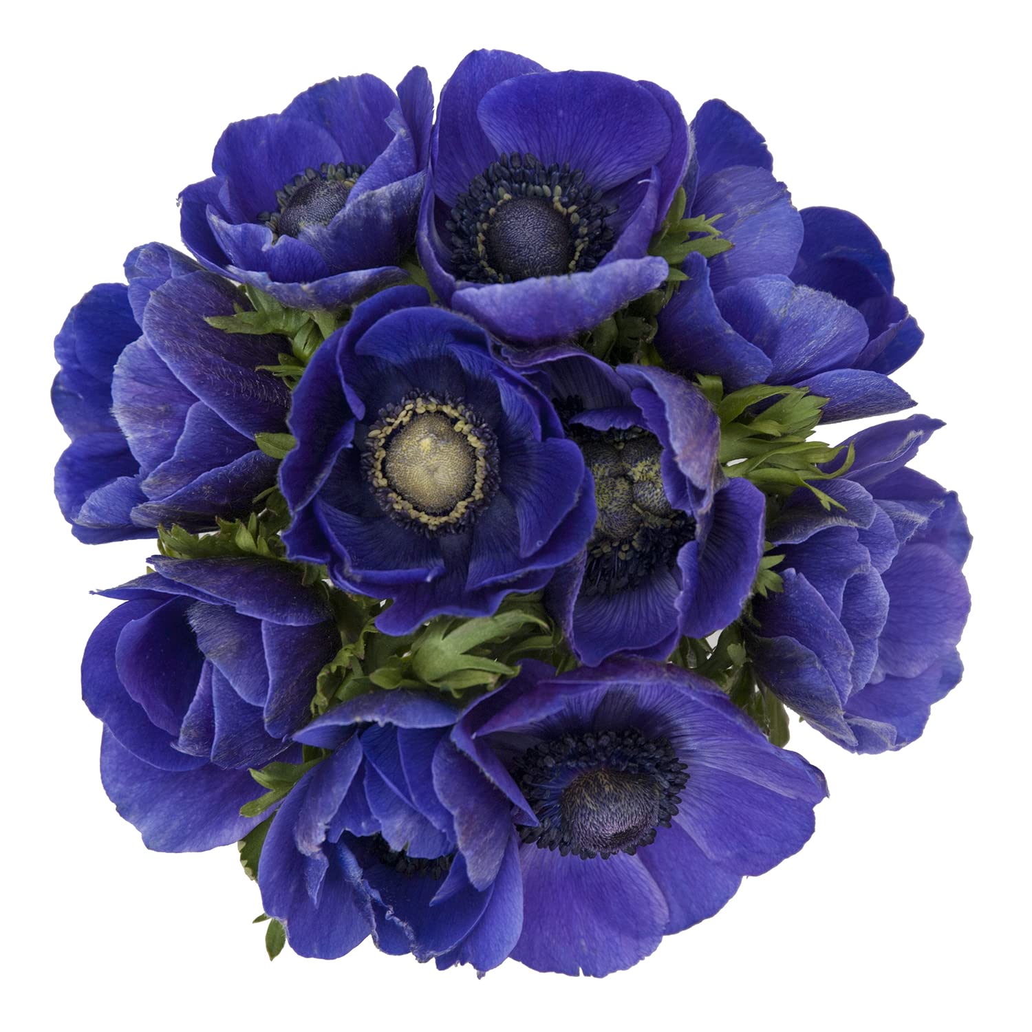 300 Farm Fresh Blue Anemone Flowers | Premium Cut Flowers for Weddings, Home Decor & Gift Bouquets | Bloomingmore