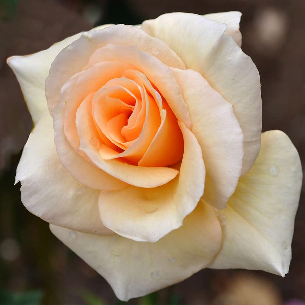 Heirloom Roses English Rose Plant - by Appointment™ Orange Rose Bush, English Legend Live Plant for Outdoor Gardening | Perfect for Landscaping, Garden Borders & Home Decor