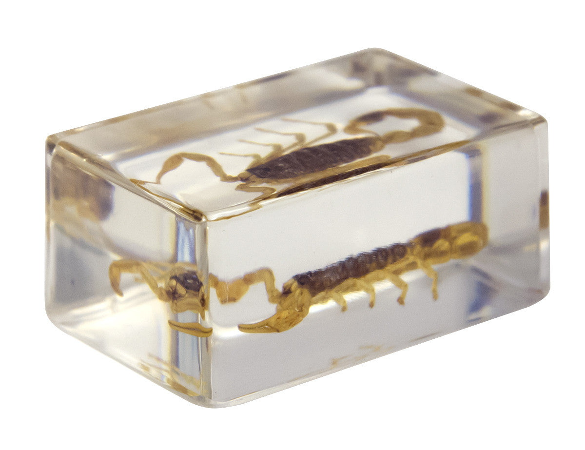 3D Bug Specimen Kit #1 - Realistic Insect Models for Science Education, Home Decor & Collectors | Perfect for Classroom, Kids Room & Nature Displays
