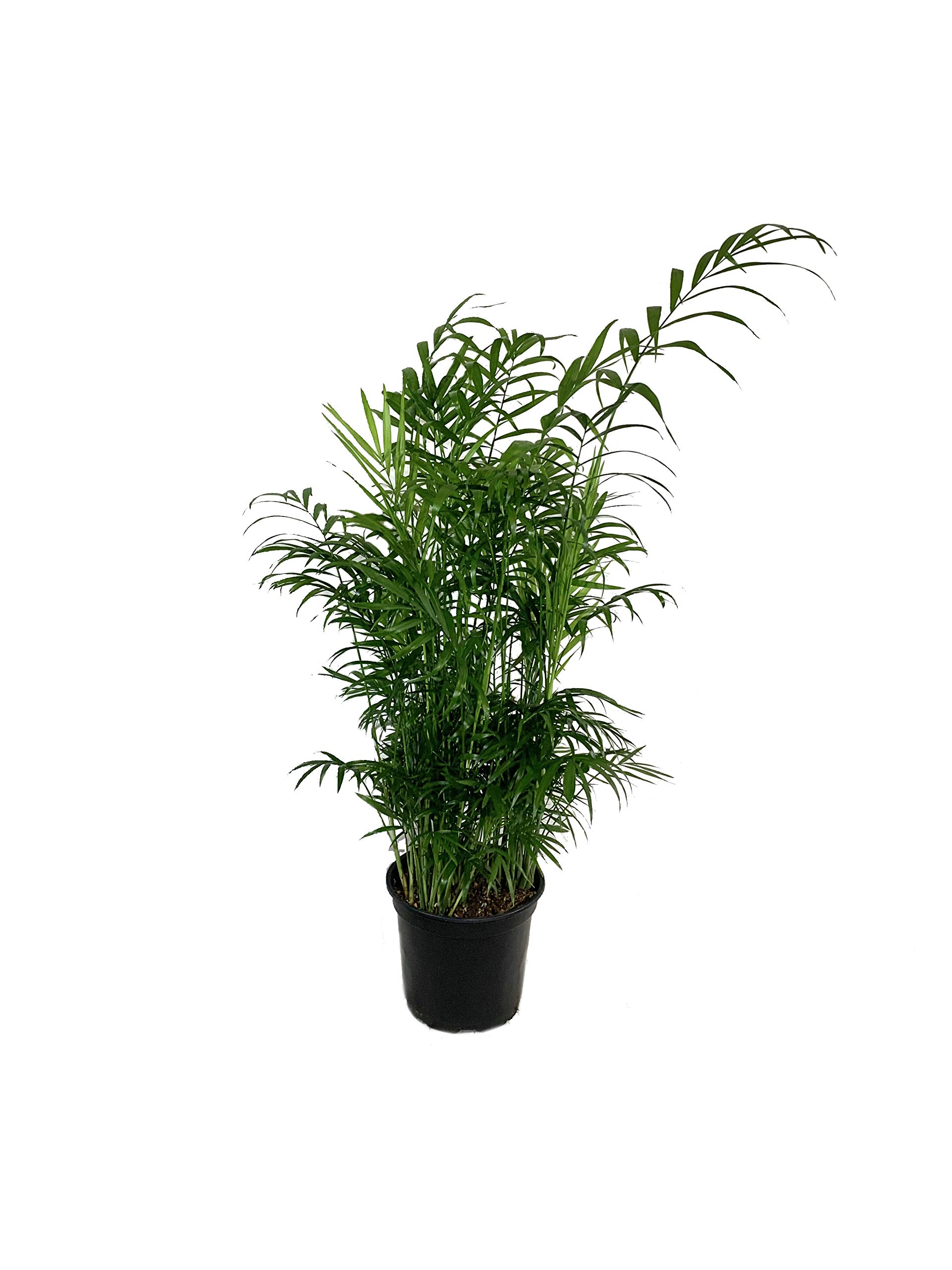 Neanthe Bella Parlor Palm - 3 Live Chamaedorea Elegans Plants in 6 Inch Pots - Air Purifying Indoor Houseplant for Home, Office & Living Room Decor