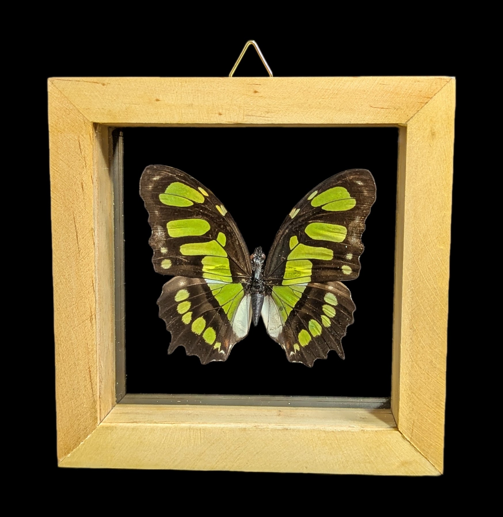 Double Glass Framed Butterfly Collection - Real Butterfly Specimens for Home Decor, Wall Art & Nature Lovers