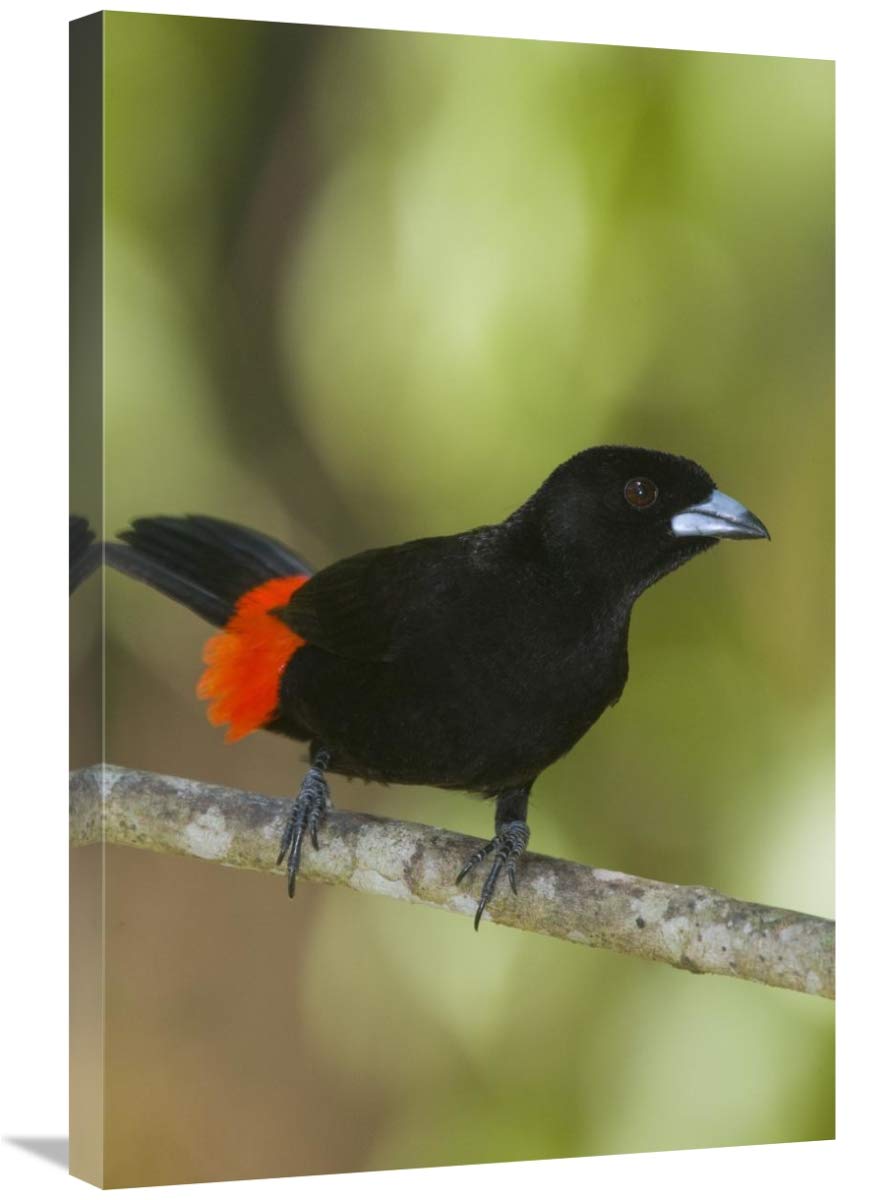Scarlet-rumped Tanager Male Canvas Art Print - 20x30 Inch Costa Rica Wildlife Wall Decor - Perfect for Living Room, Bedroom or Office