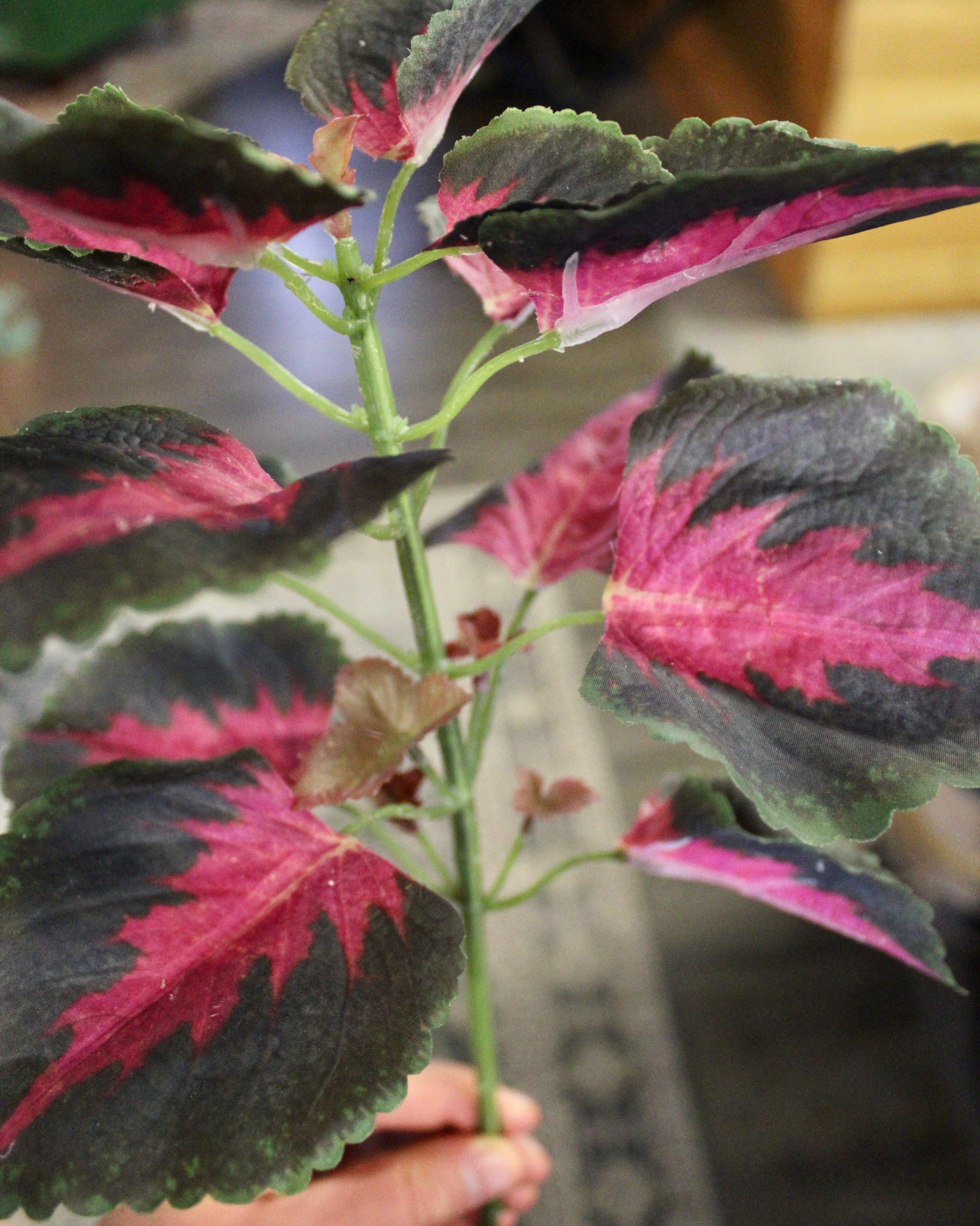 Organic Perilla Leaves (Shiso) - Fresh, Flavorful & Nutrient-Rich for Asian Cuisine, Sushi Garnish & Healthy Cooking