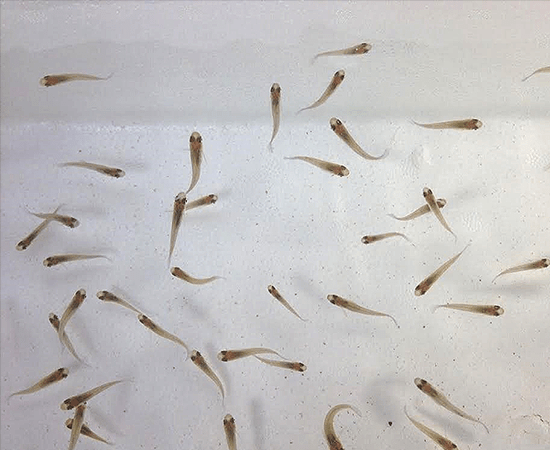 Gambusia Mosquito Fish - Natural Mosquito Larvae Eater for Ponds, Lakes & Water Gardens | Eco-Friendly Pest Control Solution